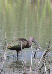 White-faced Ibis with frog legs for lunch