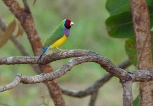 Gouldian Finch