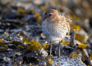 Dunlin