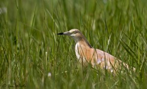 Squacco Heron