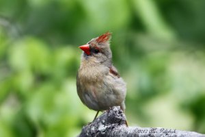 Female Cardinal