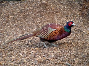 Pheasant