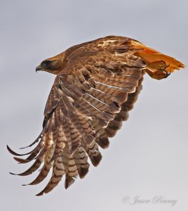 Red-tailed Hawk - Buteo jamaicensis