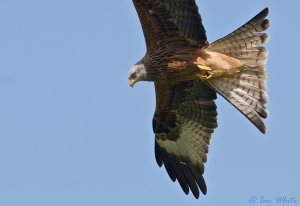 Red Kite