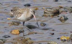 Godwit on the Move