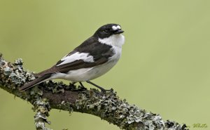 Pied Flycatcher