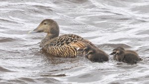 Mother and Chicks