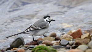 Wagtail and Pebbles