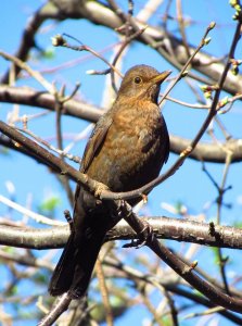 female blackbird