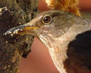 female blackbird