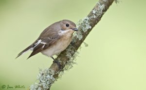 Pied Flycatcher