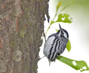 Black and White Warbler