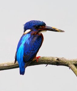 Blue Eared Kingfisher (Male)