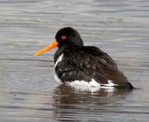 Oystercatcher