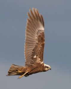 Marsh Harrier