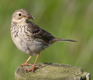 Meadow Pipit