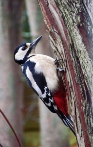 great spotted woodpecker  (female)