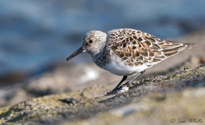 Sanderling