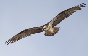 Osprey