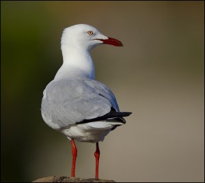 Silver Gull