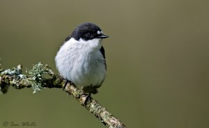 Pied Flycatcher