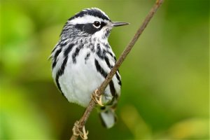 Black and White Warbler