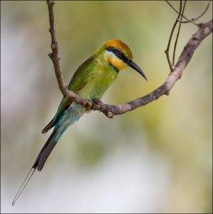 Rainbow bee-eater