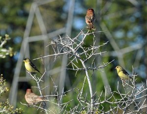 Finches on a Bush.