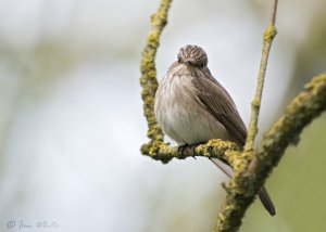 Spotted Flycatcher