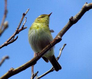 willow warbler