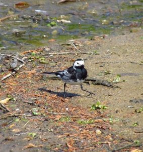 pied wagtail