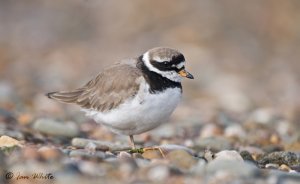 Ringed Plover