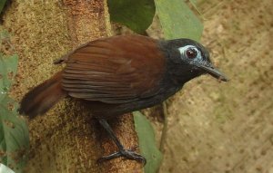 Chestnut-backed Antbird