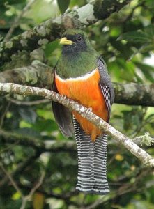 Orange-bellied Trogon