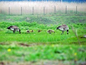 Canada geese