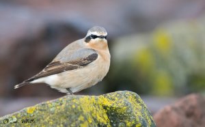 Wheatear