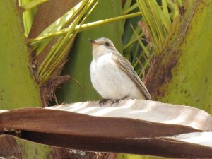 Spotted Flycatcher