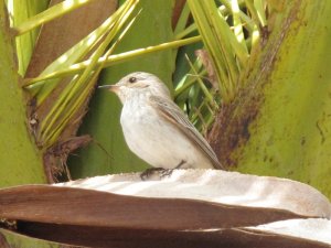 Spotted Flycatcher