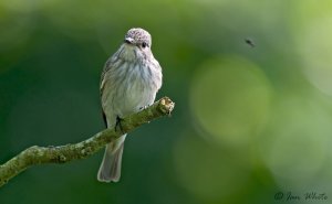 Spotted Flycatcher