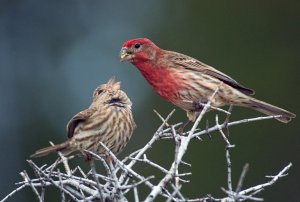 House Finches.
