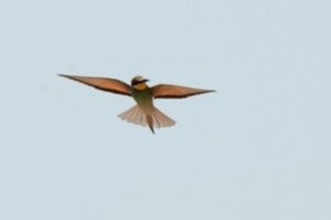 Bee-eater