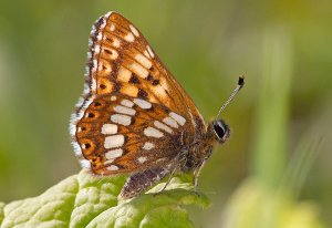 Duke of Burgundy