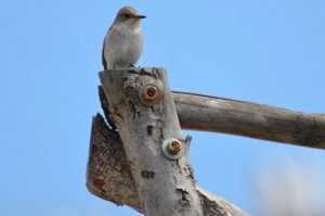 Spotted flycatcher