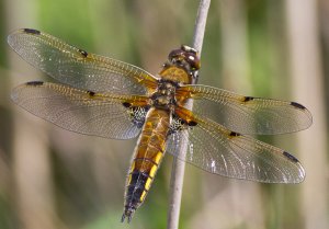 4 spot chaser