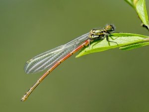 Large red damselfly