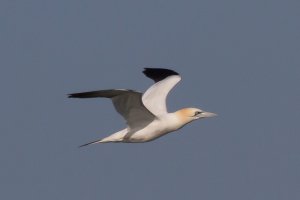 Gannet