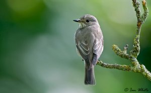 Spotted Flycatcher