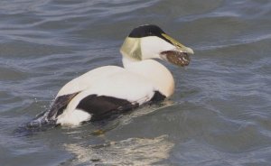 Eider with legless crab.