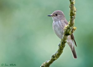 Spotted Flycatcher