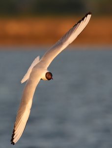 Black-headed Gull